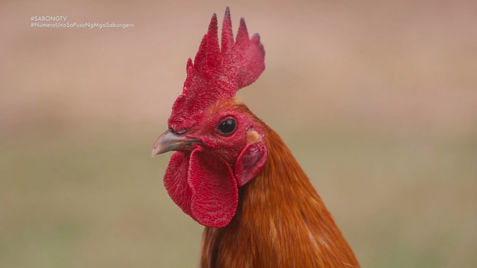 Tutok Tips sa Pagpili ng Broodcock o Broodstag for Breeding July 29, 2023